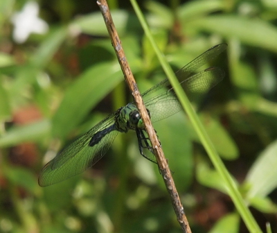 [The dragonfly stares at the camera as it holds a vertical branch which partially hides its face.]